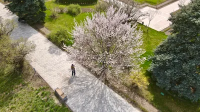 Ботанический сад в Алматы, Алматинский ботанический сад, Алматы, весна в Алматы, город Алматы, виды города Алматы, достопримечательности Алматы, достопримечательности города Алматы, ботсад, фото - Новости Zakon.kz от 02.05.2025 09:59