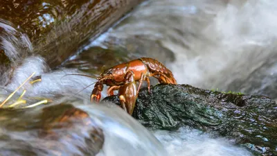 Рыбалка, вода, добыча, фото - Новости Zakon.kz от 02.04.2025 02:20