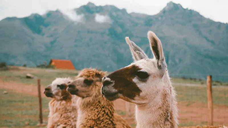 Ботанический сад Алматы выступил с неожиданной новостью об альпаках