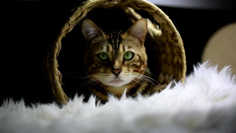 Названы пять самых умных пород кошек в мире