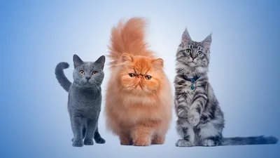 Тест: Хорошо ли вы знаете популярные породы кошек?, фото - Новости Zakon.kz от 03.04.2025 14:43