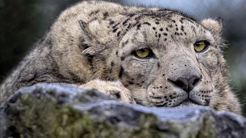 Уникальные кадры: снежного барса засняли в горах "Иле-Алатау"