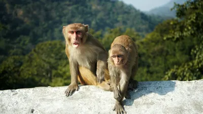 Обезьяны, Индия, фото - Новости Zakon.kz от 03.04.2025 07:40