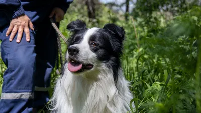 Спасательный отряд, собаки-спасатели, кинологи, спасатели с собаками, спасательный отряд с собаками, фото - Новости Zakon.kz от 01.02.2026 15:14