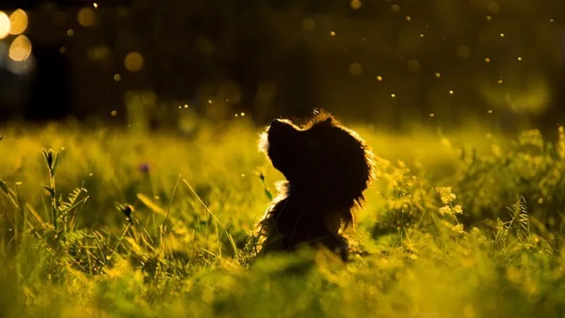 Заперли в будке и сожгли заживо: чудовищное убийство щенка шокировало казахстанцев