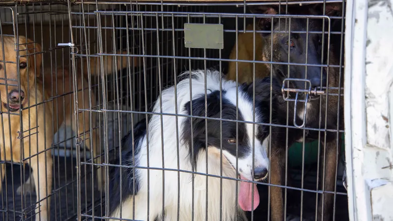5 дней до эвтаназии: короткие сроки содержания в приюте для отловленных собак разъяснил депутат