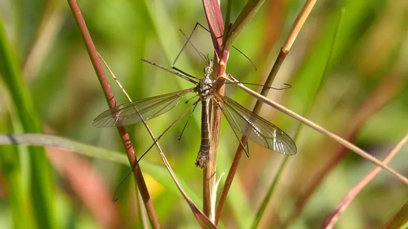 6 тысяч человек за неделю: Франция борется с эпидемией, которую распространили комары