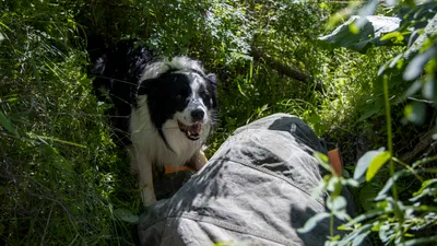 Спасательный отряд, собаки-спасатели, кинологи, спасатели с собаками, спасательный отряд с собаками, сурет - Zakon.kz жаңалық 10.07.2025 16:56