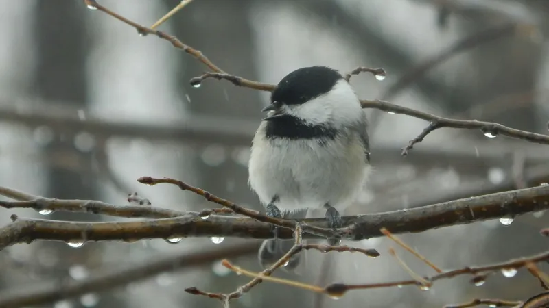 Сильные осадки возвращаются в Казахстан: где ожидаются снег и ливни 6 апреля