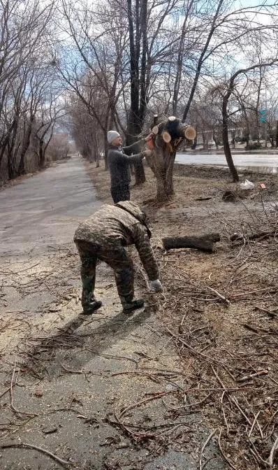 деревья, ураган, ВКО, фото - Новости Zakon.kz от 07.04.2025 09:58