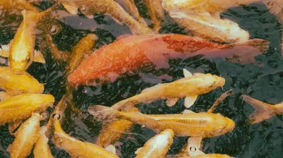 пруд, Астана, Ботанический сад, рыбы, фото - Новости Zakon.kz от 07.04.2025 18:23