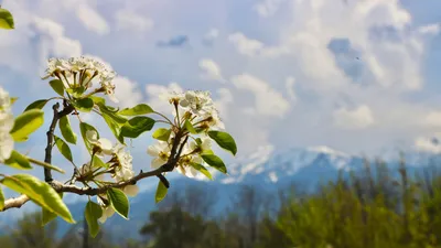 Весна в Алматы, цветение, фото - Новости Zakon.kz от 20.03.2026 16:04