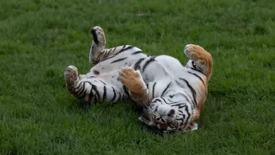 Кошка, животное, природа, фото - Новости Zakon.kz от 08.04.2025 03:30