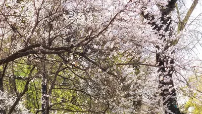 , фото - Новости Zakon.kz от 23.04.2025 12:44