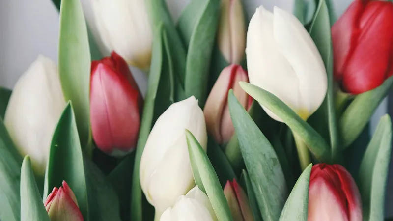 Казахстанка может лишиться 12 млн тенге из-за любви к цветам