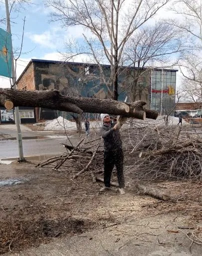 ураган, последствия, деревья, ВКО, фото - Новости Zakon.kz от 07.04.2025 09:58