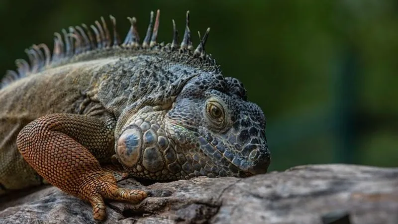 Современные рептилии через 200 лет могут стать новыми "динозаврами" – эксперты