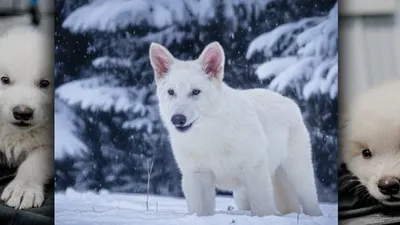 Ученые воскресили лютоволков, реакция Маска, попросил мамонтенка, фото - Новости Zakon.kz от 08.04.2025 14:49