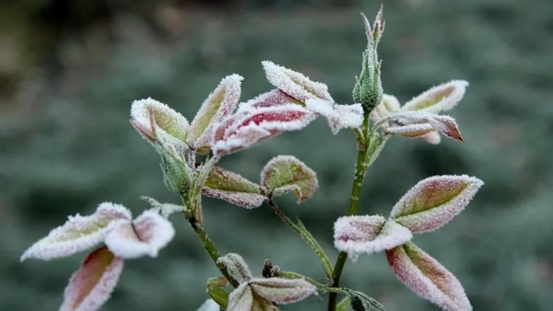 Заморозки, гроза и туман: штормовое предупреждение объявили в Казахстане
