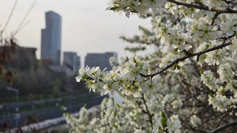 Весне дорогу: как выглядит Алматы в цвету