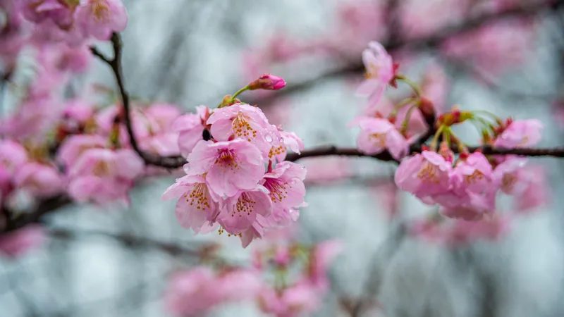 Какой будет погода в Астане, Алматы и Шымкенте с 11 по 13 апреля