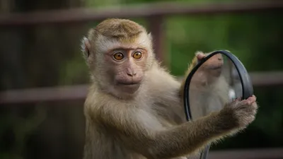 Животные, природа, деревья, фото - Новости Zakon.kz от 10.04.2025 05:59