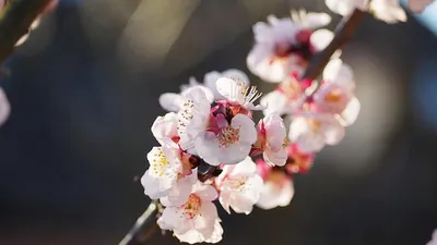 В горах под Алматы зацвели дикие абрикосы, Иле-Алатау, видео, фото - Новости Zakon.kz от 11.04.2025 17:32