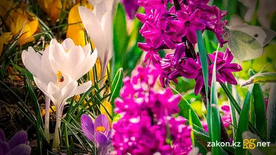 Это все ручной труд: краски "живых ковров" радуют алматинцев, фото - Новости Zakon.kz от 11.04.2025 16:49