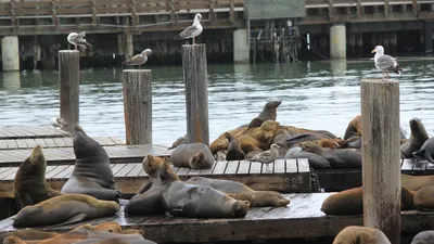 животные, морские львы, фото - Новости Zakon.kz от 12.04.2025 13:07