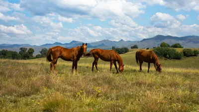 Трапеза лошадей на чужом поле обошлась хозяевам почти в миллион тенге в Западном Казахстане, фото - Новости Zakon.kz от 12.04.2025 16:02