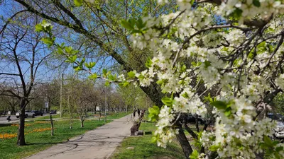Весеннюю красоту в Ботаническом саду показали алматинцы, фото - Новости Zakon.kz от 12.04.2025 15:01