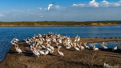 Редкие кадры пеликанов в Алматинской области запечатлел фотограф, фото - Новости Zakon.kz от 12.04.2025 13:25