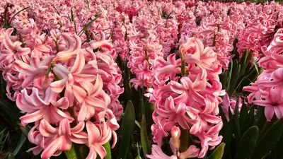 Весна, цветение, цветы, фото - Новости Zakon.kz от 09.05.2025 08:32