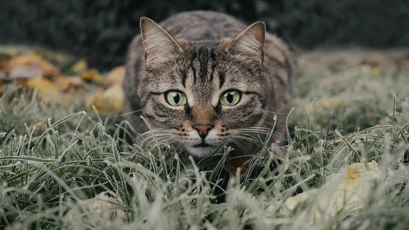 Правда ли, что кошки всегда приземляются на лапы