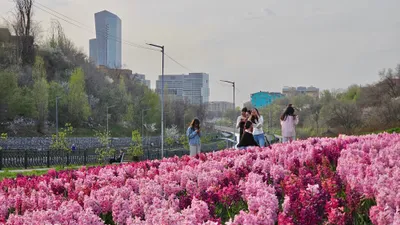 Набережная реки Есентай, Весновка, река Есентай, весна в Алматы, фото - Новости Zakon.kz от 05.03.2026 10:08