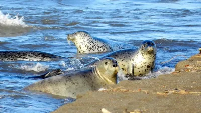 нерпы, Каспий, Каспийское море, фото - Новости Zakon.kz от 13.04.2025 12:13