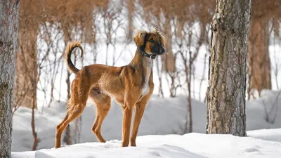 Тазы, казахская порода, собака Тазы, сурет - Zakon.kz жаңалық 08.12.2025 09:45