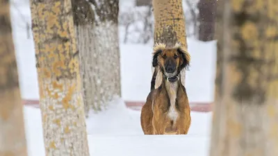 Тазы, казахская порода, собака Тазы, сурет - Zakon.kz жаңалық 20.04.2026 09:53