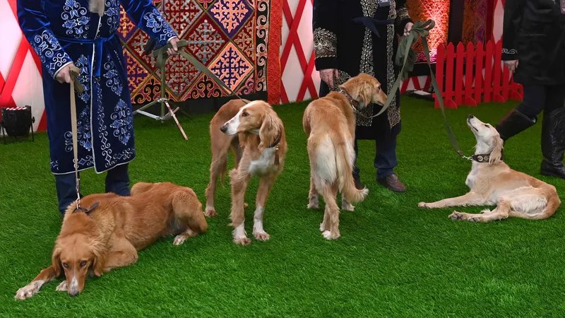 Қазақтың тазы ит тұқымына кімнің құқығы бар: сот шешім шығарды