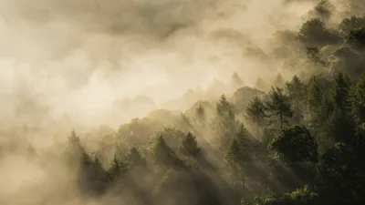 Туман, мгла, пелена, дымка, фото - Новости Zakon.kz от 27.11.2025 19:00