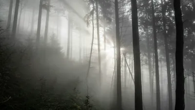 Туман, мгла, пелена, дымка, фото - Новости Zakon.kz от 08.11.2025 15:15