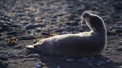 Тюлень, тюлени, фото - Новости Zakon.kz от 18.04.2026 11:41