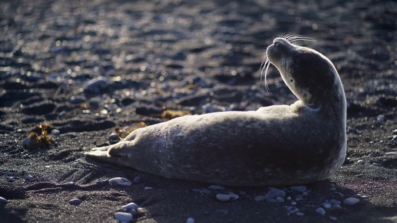 В Мангистау растет число найденных мертвых тюленей