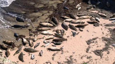 Тюлень, тюлени, сурет - Zakon.kz жаңалық 04.11.2025 13:55