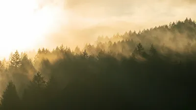 Туман, мгла, пелена, дымка, фото - Новости Zakon.kz от 17.03.2026 15:28