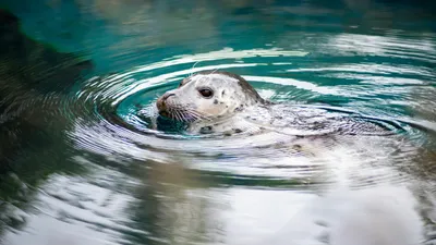 Тюлень, тюлени, фото - Новости Zakon.kz от 03.11.2025 20:40