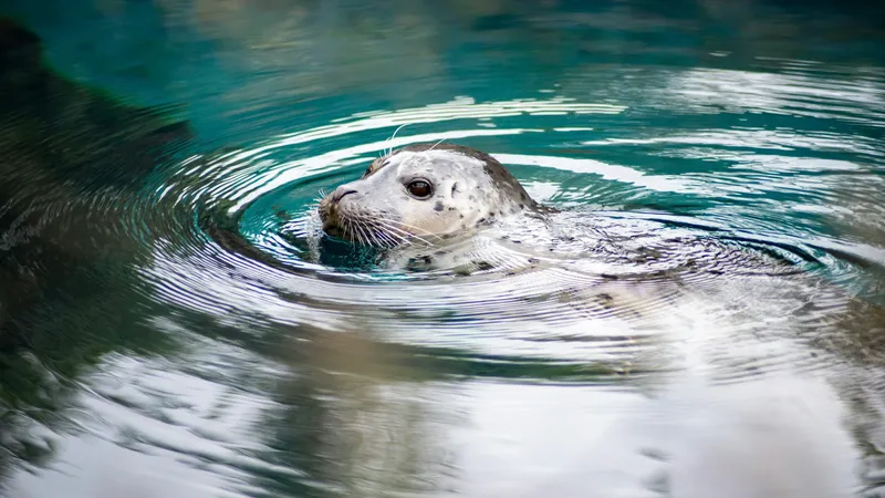 Туши мертвых тюленей снова обнаружили на берегу Каспия