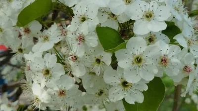 цветы, груша, тоннель, Алматы, фото - Новости Zakon.kz от 16.04.2025 15:35