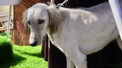 Тазы, казахская порода, собака Тазы, фото - Новости Zakon.kz от 21.07.2025 16:28