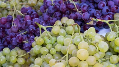 Молдова перестала быть лидером по производству вина, фото - Новости Zakon.kz от 17.04.2025 03:03